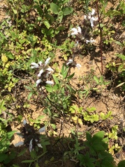 Monarda clinopodioides