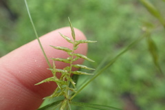 Cyperus thyrsiflorus