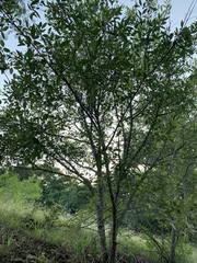 Fraxinus berlandieriana
