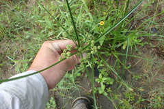 Cyperus entrerianus