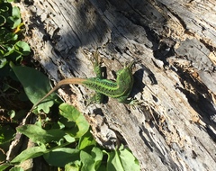 Liolaemus cyanogaster