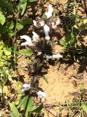 Monarda clinopodioides