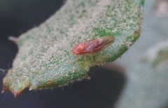 Euglyptoneura minuta