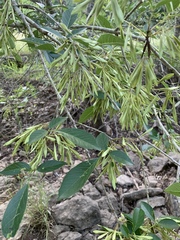 Fraxinus berlandieriana