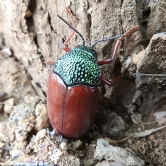 Sternocera chrysis