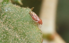 Euglyptoneura minuta