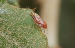 Euglyptoneura minuta