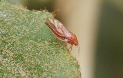 Euglyptoneura minuta