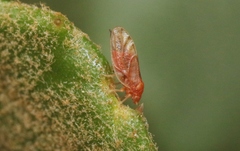 Euglyptoneura minuta