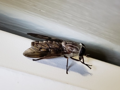 Tabanus turbidus photo 3
