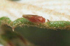 Euglyptoneura minuta