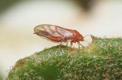 Euglyptoneura minuta