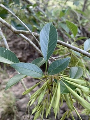 Fraxinus berlandieriana