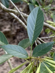 Fraxinus berlandieriana