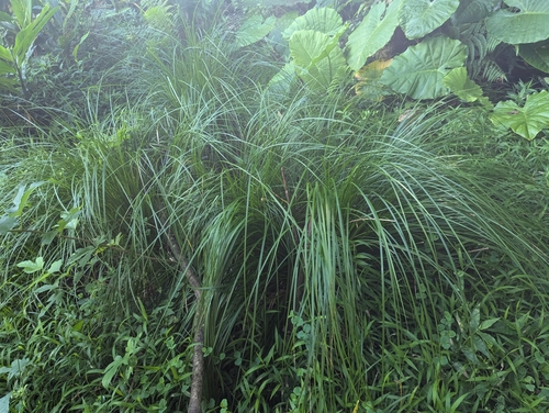 Carex brunnea iNat (3)