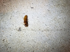 Coptotermes formosanus