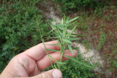 Dichanthelium scribnerianum