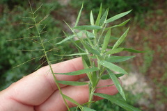 Dichanthelium scribnerianum