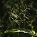 鹿舌二型花 - Photo 由 bendingtree 所上傳的 (c) bendingtree，保留部份權利CC BY-NC