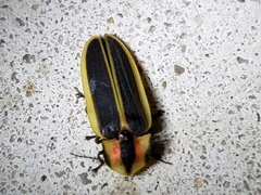 Pyractomena angulata