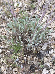Physaria engelmannii
