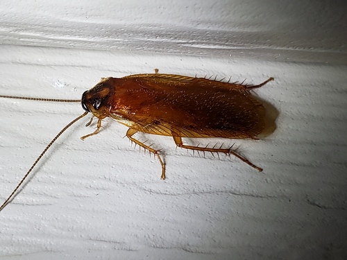 Boll's Wood Cockroach photo 5