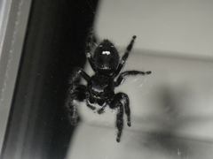 Phidippus audax