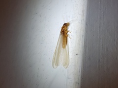 Coptotermes formosanus