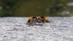 Dasymutilla cressoni