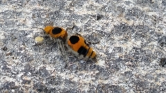 Dasymutilla cressoni