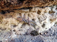 Pachydactylus formosus