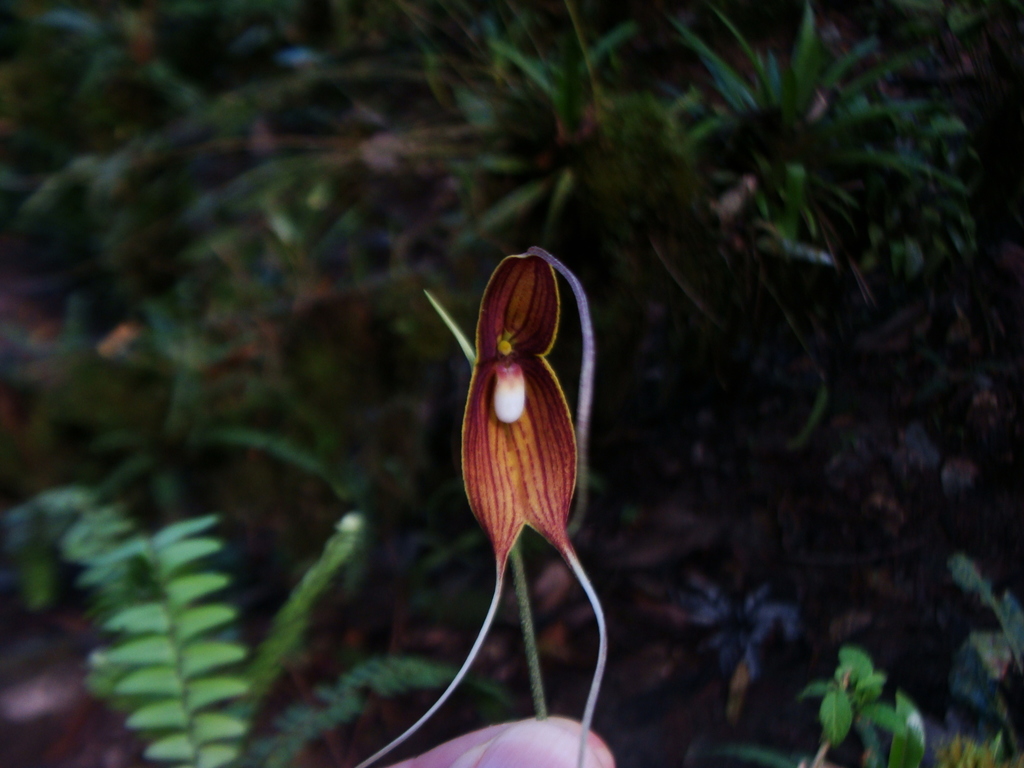 Dracula dodsonii
