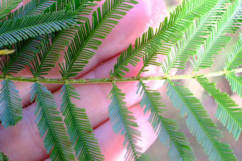 Image of Acacia filicifolia by (c) Peter Crowcroft, some rights reserved (CC BY)