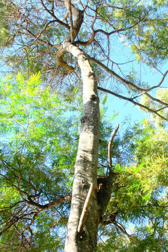 Image of Acacia filicifolia by (c) Peter Crowcroft, some rights reserved (CC BY)