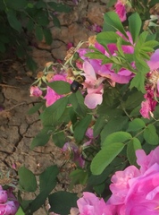 Xylocopa appendiculata