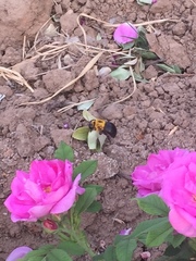 Xylocopa appendiculata