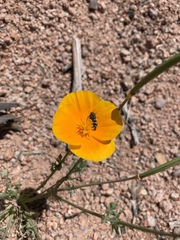 Acmaeodera bowditchi