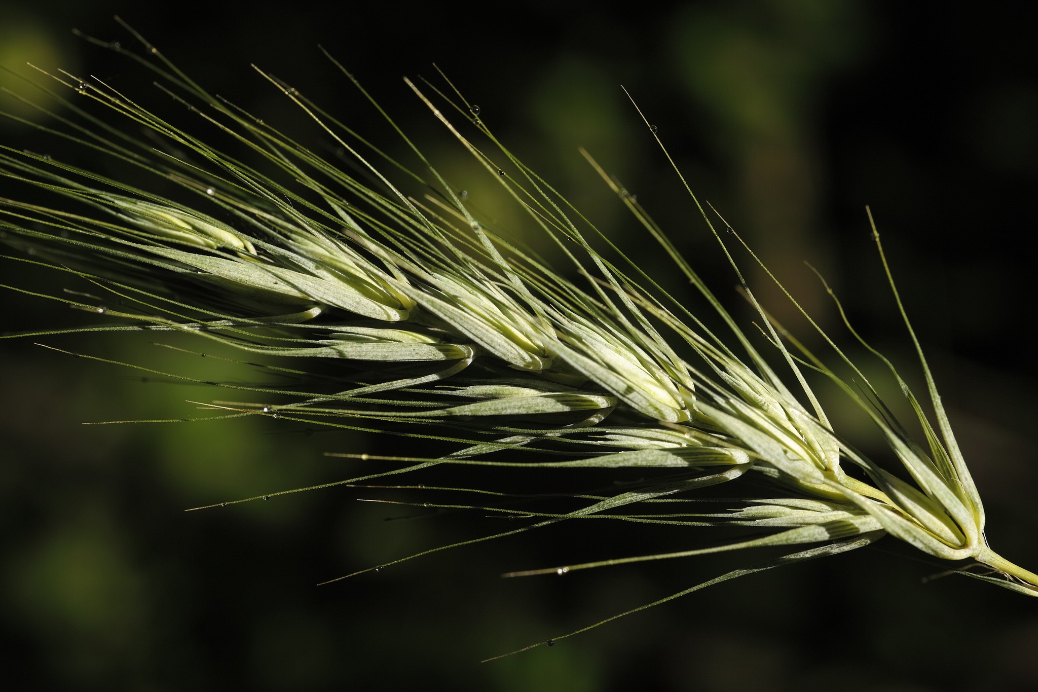 Elymus macgregorii
