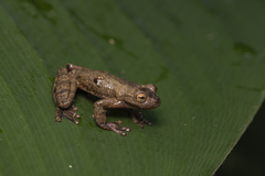 Variegated Treefrog photo 5