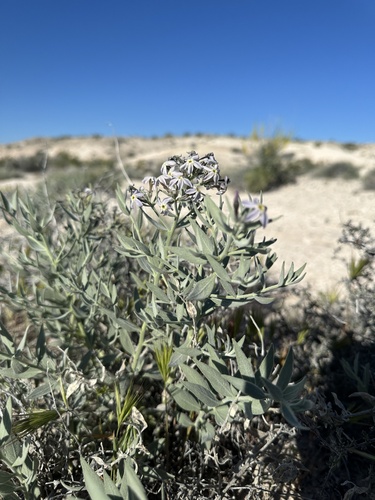 Woolly bluestar (Amsonia tomentosa)