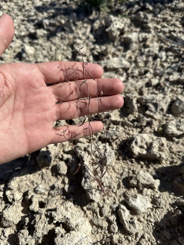 Image of Sibara deserti by (c) Matt Berger, some rights reserved (CC BY)