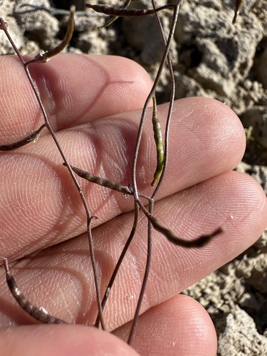 Image of Sibara deserti by (c) Matt Berger, some rights reserved (CC BY)