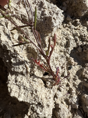 Image of Sibara deserti by (c) Matt Berger, some rights reserved (CC BY)