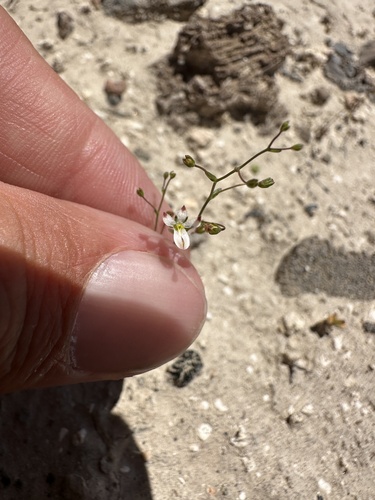 Image of Nemacladus orientalis by (c) Matt Berger, some rights reserved (CC BY)