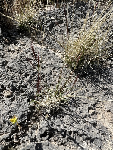 Image of Bouteloua trifida by (c) Matt Berger, some rights reserved (CC BY)