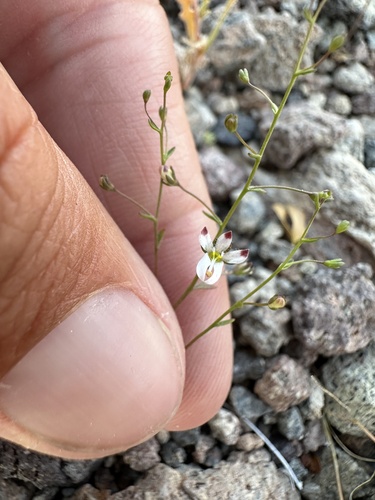 Image of Nemacladus orientalis by (c) Matt Berger, some rights reserved (CC BY)