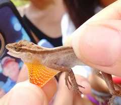 Anolis gaigei