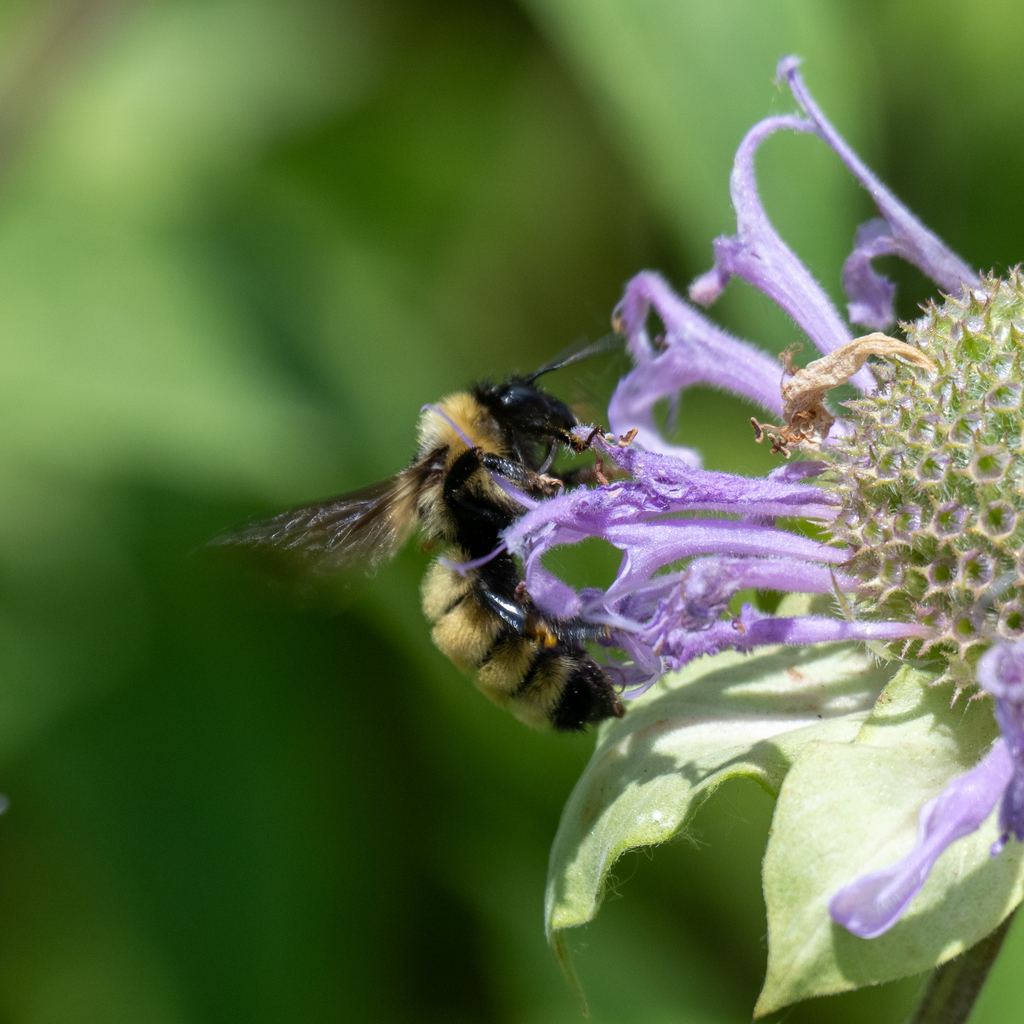 Northern Bees Golden Northern Bumble Bee from North Central Westminster, Westminster ...
