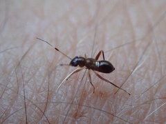 Teleorhinus