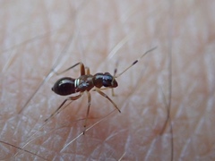 Teleorhinus